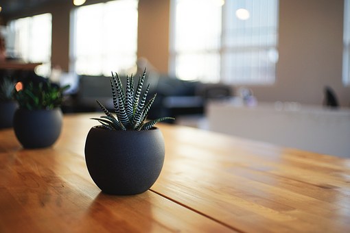 Decorate your office office plant